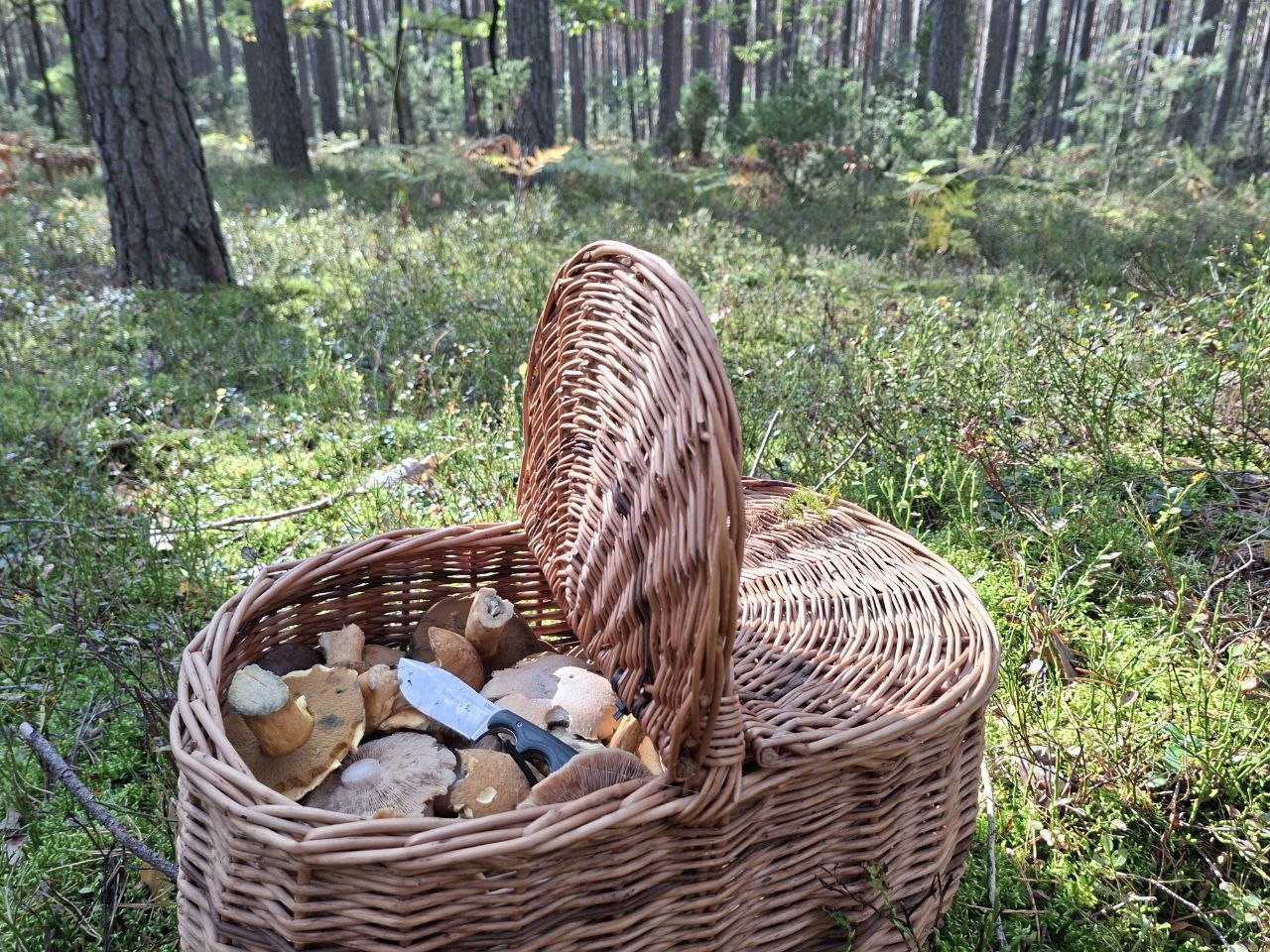 Szkoda lasu na pożary